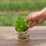 Parsley – Italian – 4″ Pot